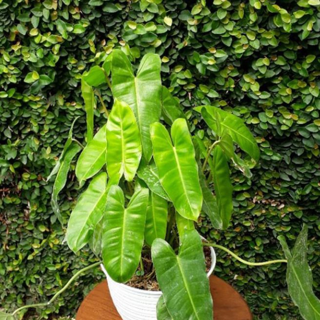 philodendron burlemarx