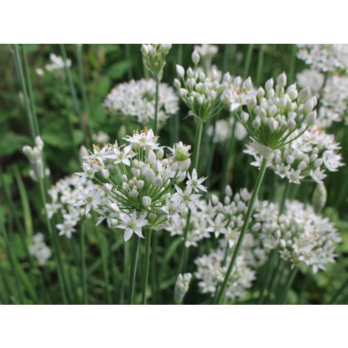 Bibit-Biji Kucai/Garlic Chives (Haira Seed)