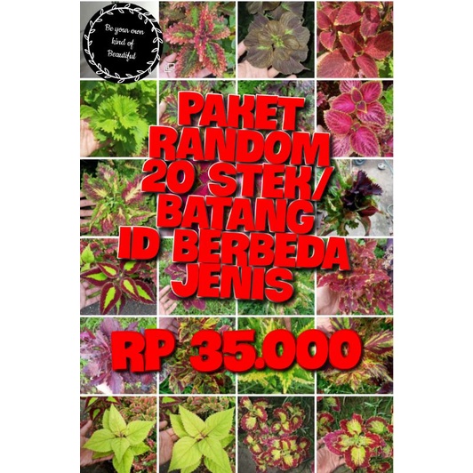 Tanaman Hias Murah 20 Jenis Jenis Miana Langka Bunga Miana Premium