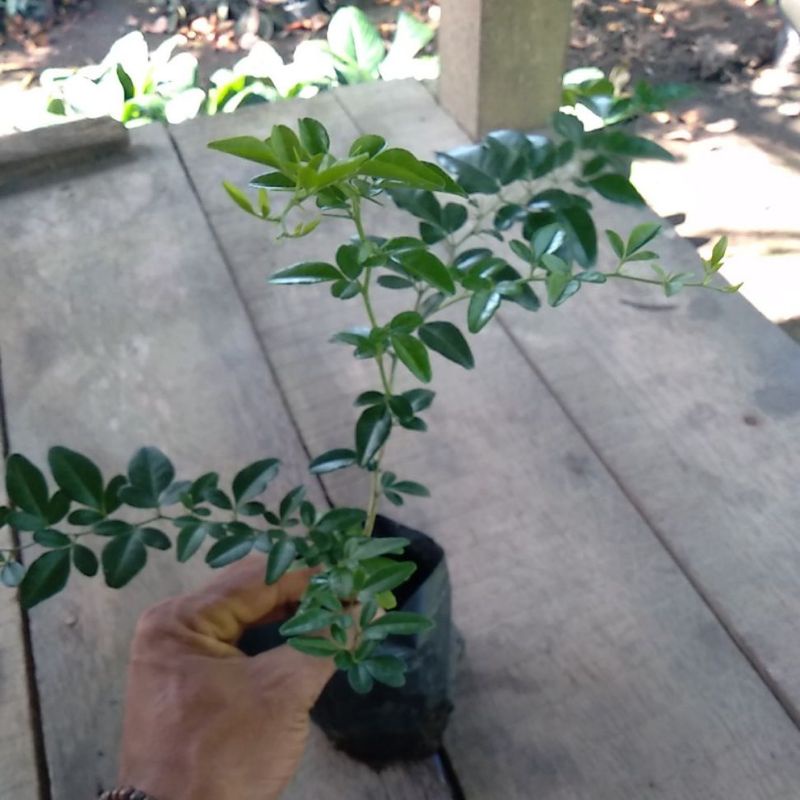 bibit bonsai jeruk kingkit