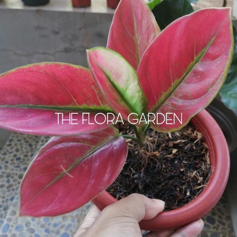 Aglonema ayunindi anakan / Baby aglonema ayunindi