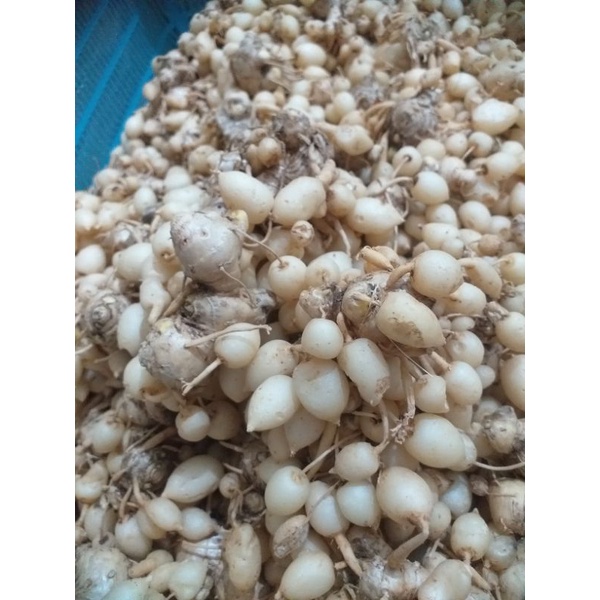 

KUNYIT PUTIH GOMBYOK SEGAR 1KG - KUNCI PEPET 1KG
