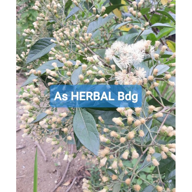 

Bunga daun afrika segar petik langsung-az