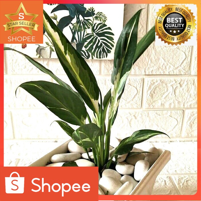 Tanaman Hias Indoor Peace Lily Varigata Bibit Tanaman Gantung Indoor
