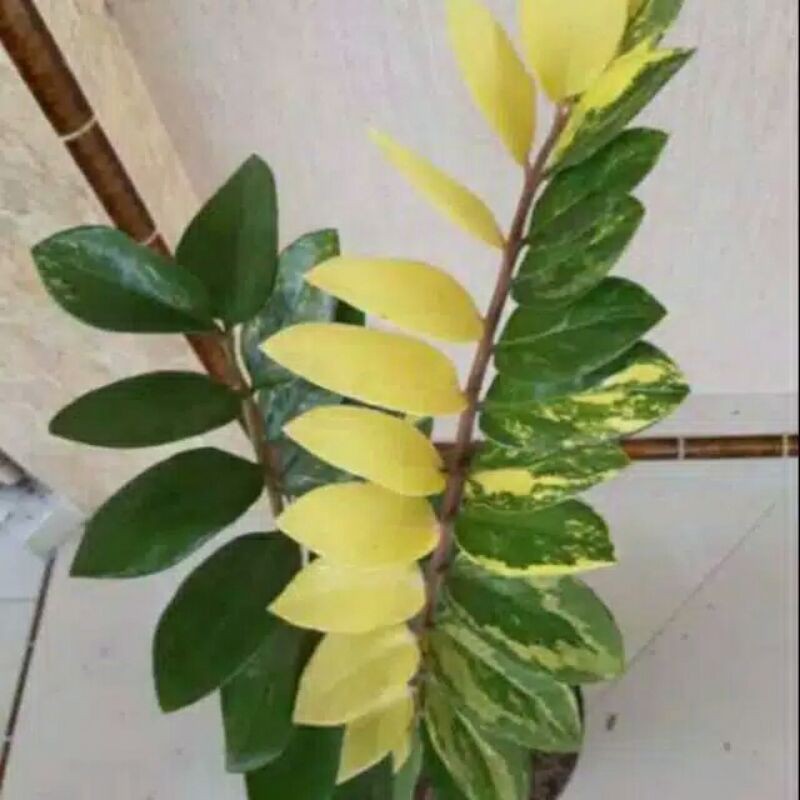 tanaman hias zamia culcas varigata-zamia kulkas varigata-tanaman hias zamia kulkas varigata-culcas