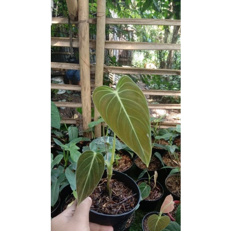 Tanaman hias Melano 3 daun