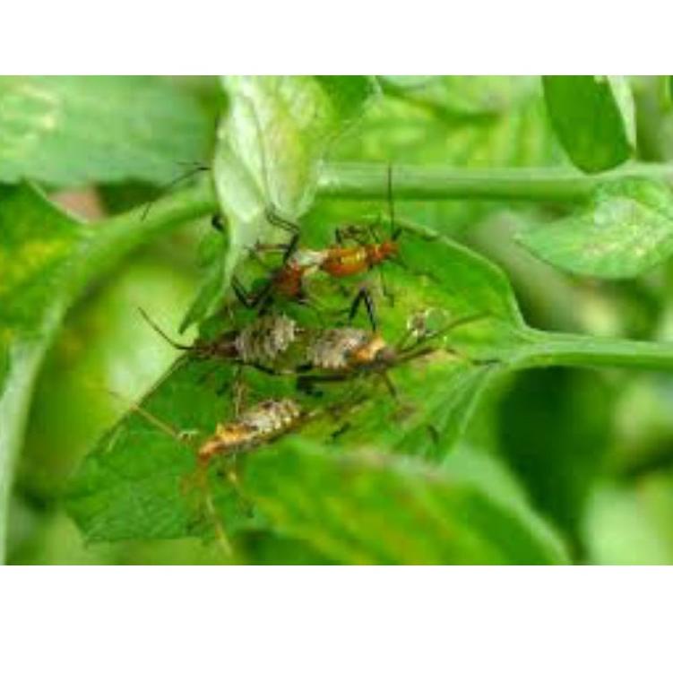 8IH [Azodrin] INSEKTISIDA AZODRIN 15 WCS 500 ml➵♥ (Ready)Model baru ➵