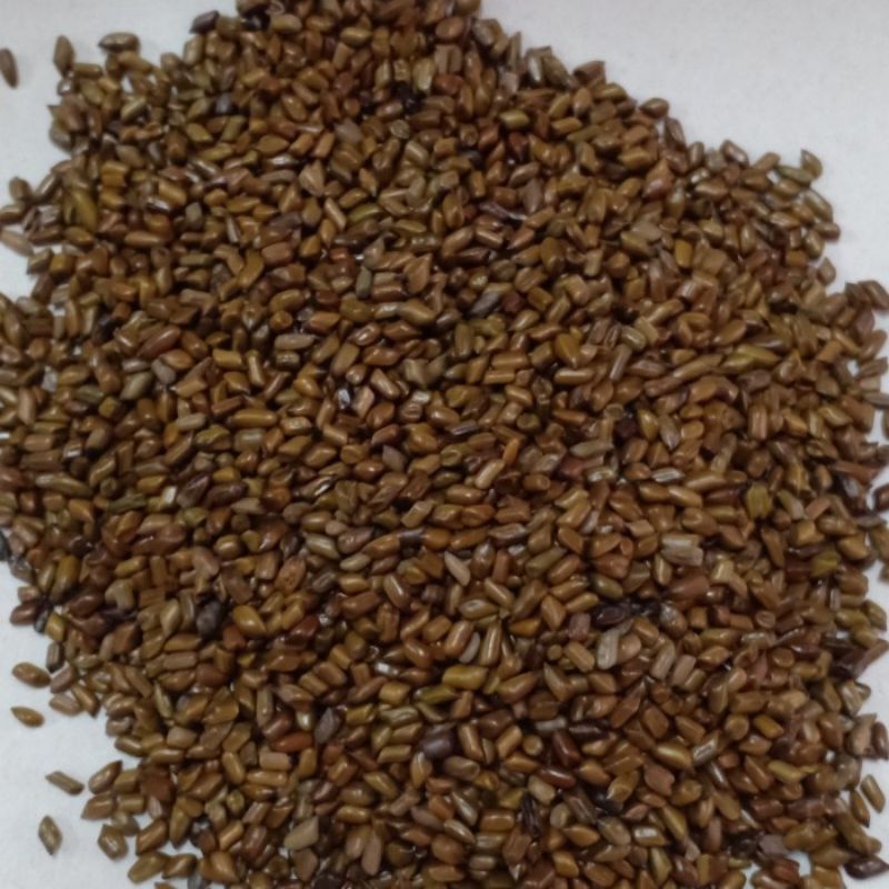 

1KG 1 KG 1000 G GR GRAM CAO JUE MING ZI FOETID CASSIA SEED SEEDS SEMEN CASSIAE