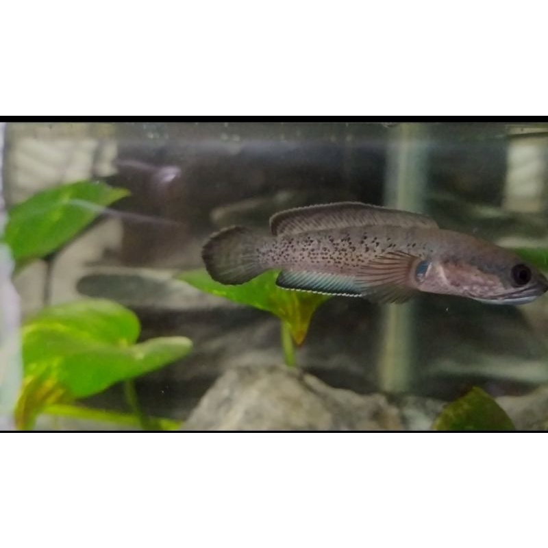 Channa Stewartii Karbialong 8-9cm - Channa Stewarti Karbi - Channa Stewarti Karbialong - Stewarti Ka
