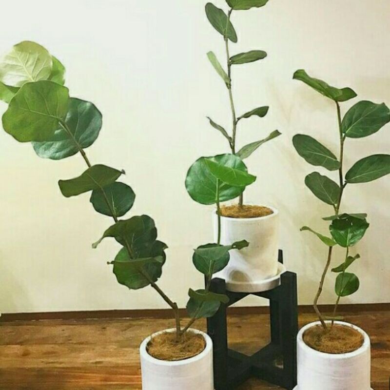 cocoloba uvifera - anggur laut