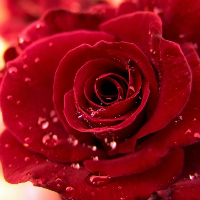 Bibit Parfum Rose Mawar (Fragrance)