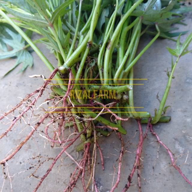 Bibit benih umbi Cilembu ubi Cilembu