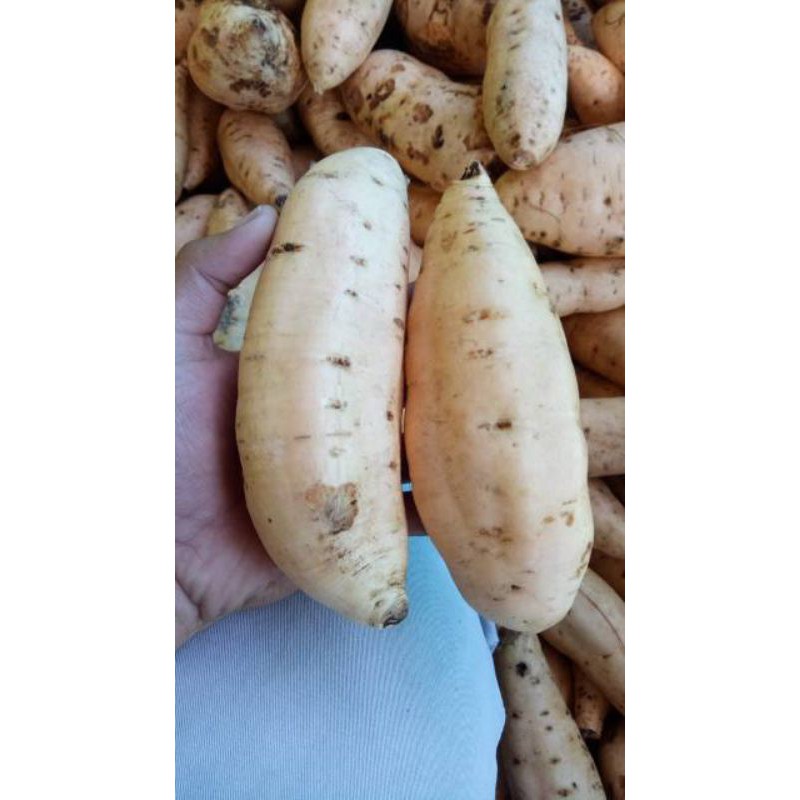

UBI CILEMBU SUPER