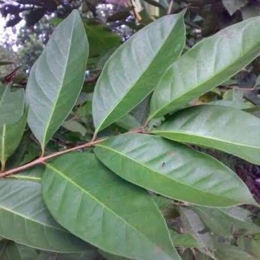 

Daun salam