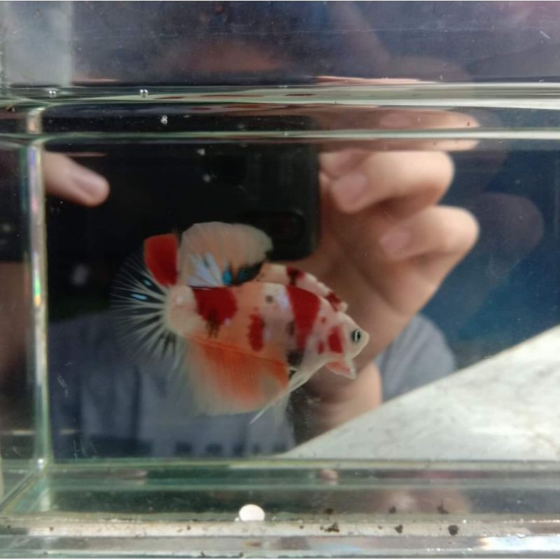 Anakan / Bahanan Ikan cupang hias Koi / Nemo galaxy multi colour #002