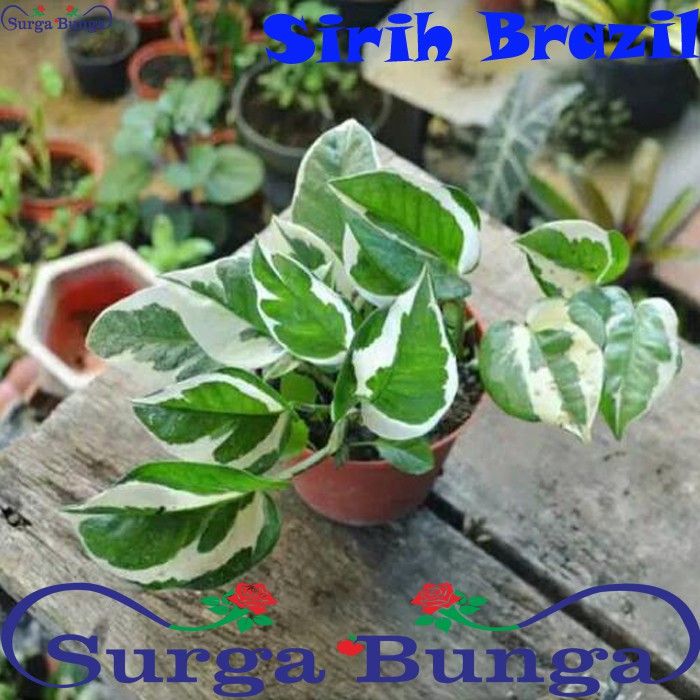 Tanaman Hias Sirih Njoy (Epipremnum aureum 'NJOY) - Sirih Njoy