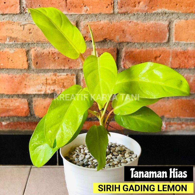 Tanaman hias sirih gading lemon - Tanaman sirih gading centong