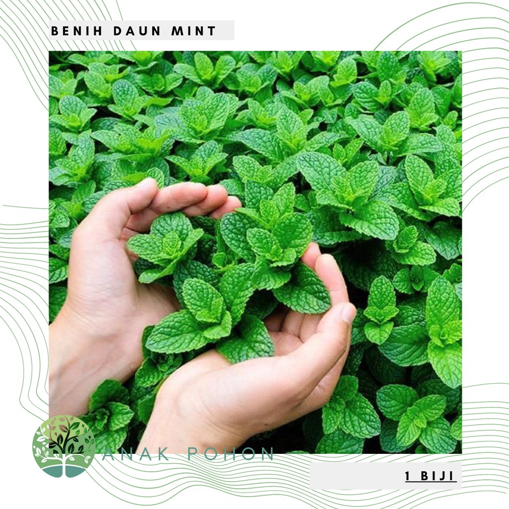 Benih Bibit Biji - Daun Mint (Common Mint) Herb Seeds - IMPORT