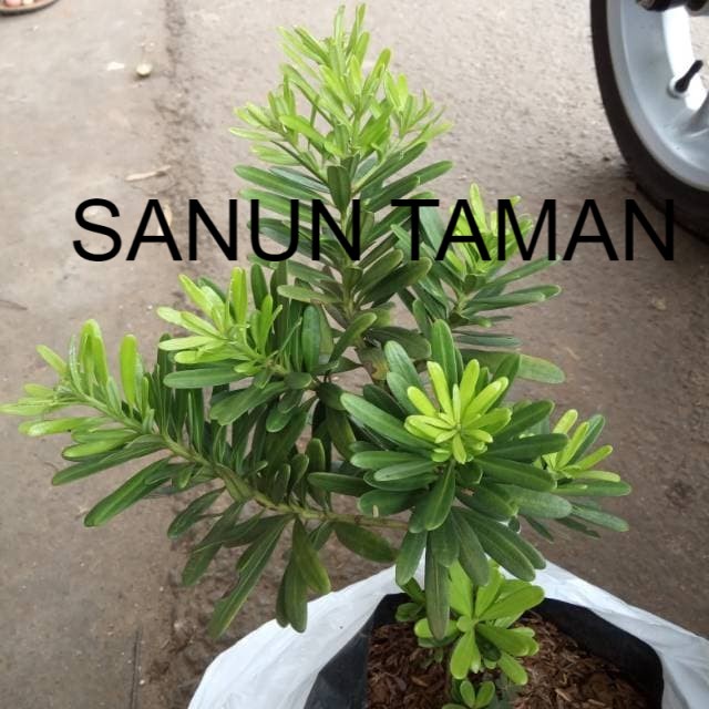 tanaman hias lohansung cincuan - bahan bonsai lohansung cincuan ori