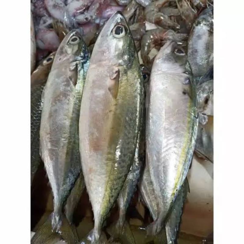 

Ikan kembung banyar segar 500gram - 1kg fresh surabaya