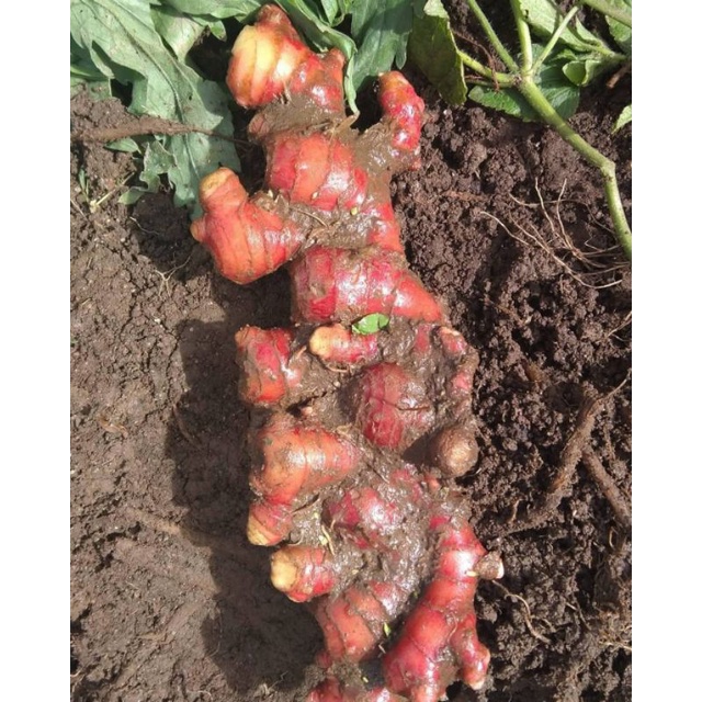Jahe merah - Bibit jahe - bibit jahe merah Ori