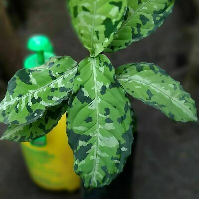 tanaman hias aglaonema pictum tricolor