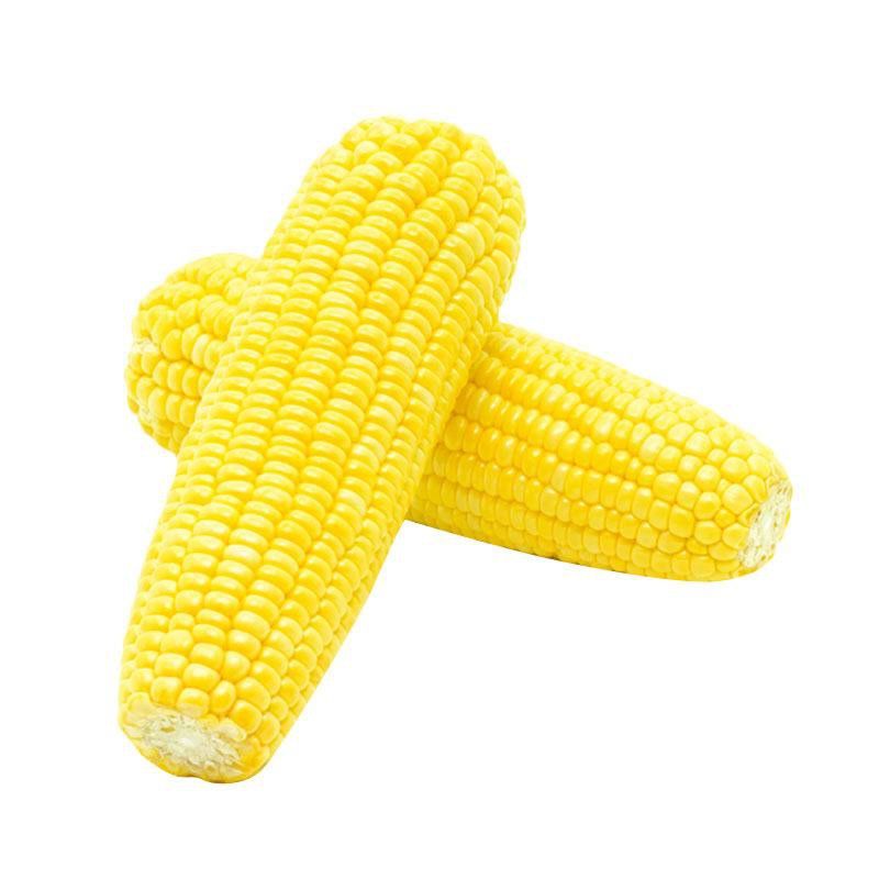 

Jagung Biasa @pcs