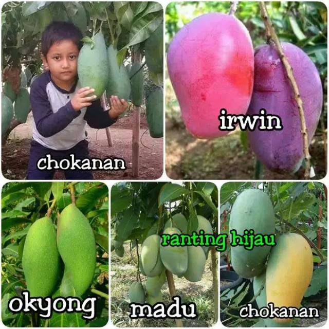 Paket 5 jenis bibit buah mangga unggul chokanan mahatir okyong madu Irwin super