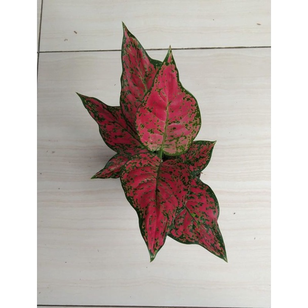Aglaonema Red King Culture