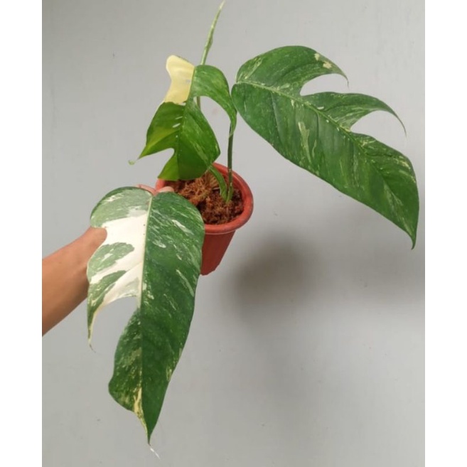 EPIPRENUM VARIGATA / EPIP VARIGATA ( cod )