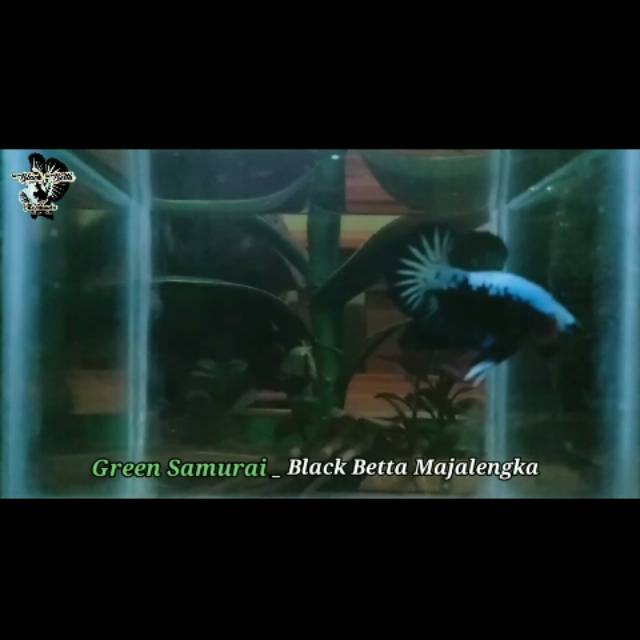 Ikan cupang green samurai