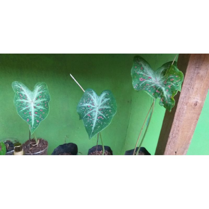 keladi bintik merah / cladium