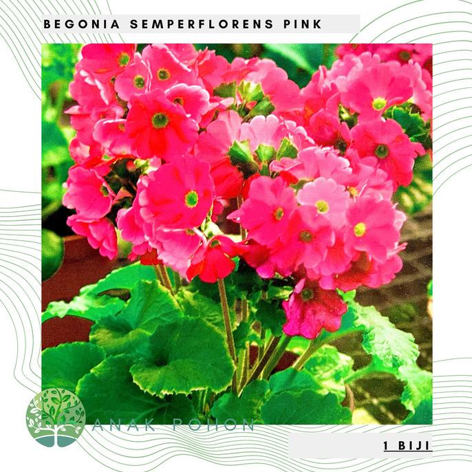 Benih Bibit Biji - Bunga Begonia Semperflorens Pink Seeds - IMPORT (3 biji) ANPN62 Ayo Order