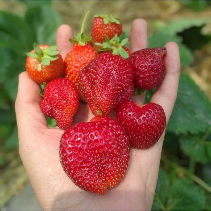 10 Benih Strawberry Jumbo California Bibit Tanaman Buah