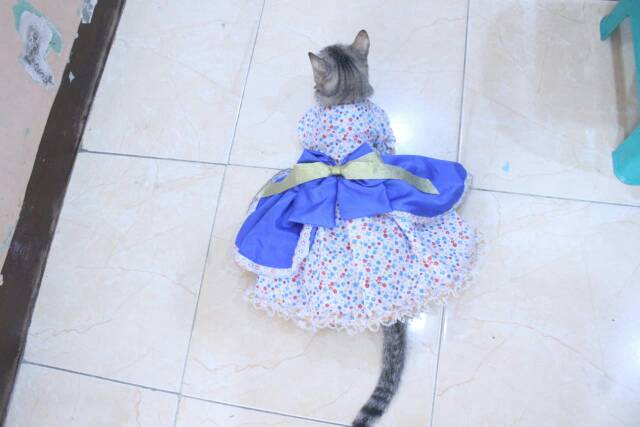 Dress none belanda lucu untuk kucing dan anjing / baju kucing murah size S M L XL