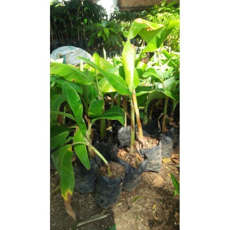 bibit pisang mas Kirana