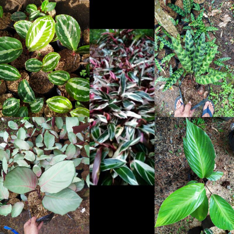 paketan jenis calathea