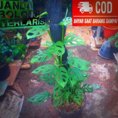 Tanaman hias janda bolong