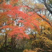 Benih Bibit Biji - Painted Maple Tree (Acer pictum subsp. mono) Seeds - IMPORT