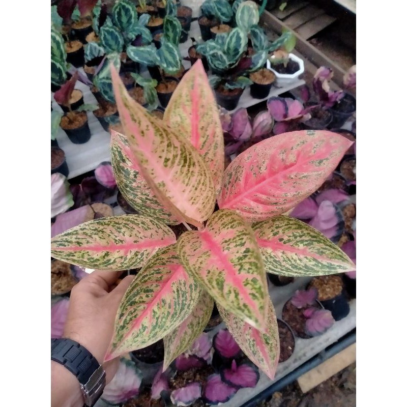 Tanaman hias Aglonema red legaci