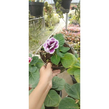 violces /gloxinia