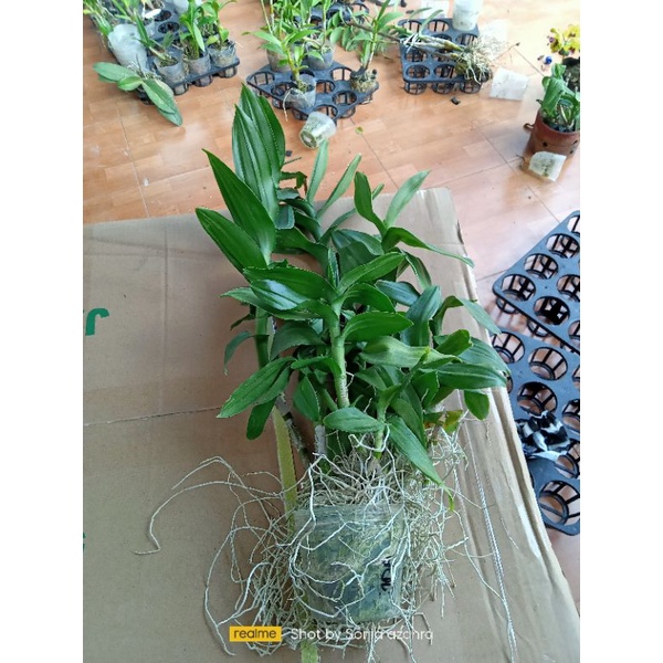 Anggrek dendrobium rimbun