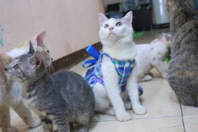 Dress kotak-kotak biru lucu untuk kucing dan anjing / baju kucing murah size S M L XL