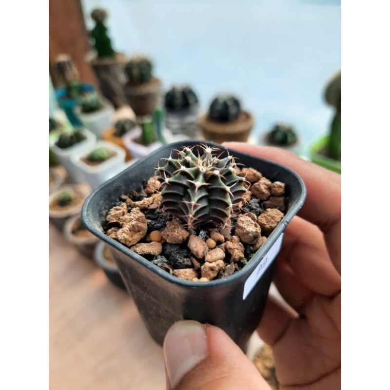 Kaktus gymno miha hybrid variegata seedling
