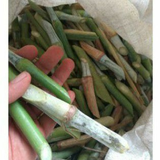 Bibit tanaman odot kolonjono khusus sapi