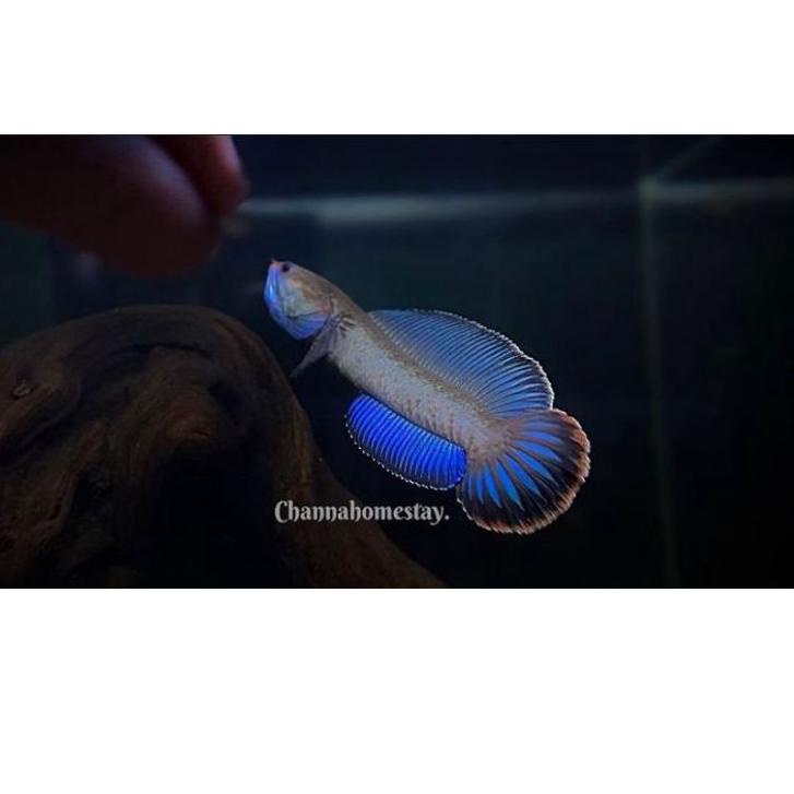 

[KODE 0VBDA] ikan chana andrao 5-7cm calon gondrong