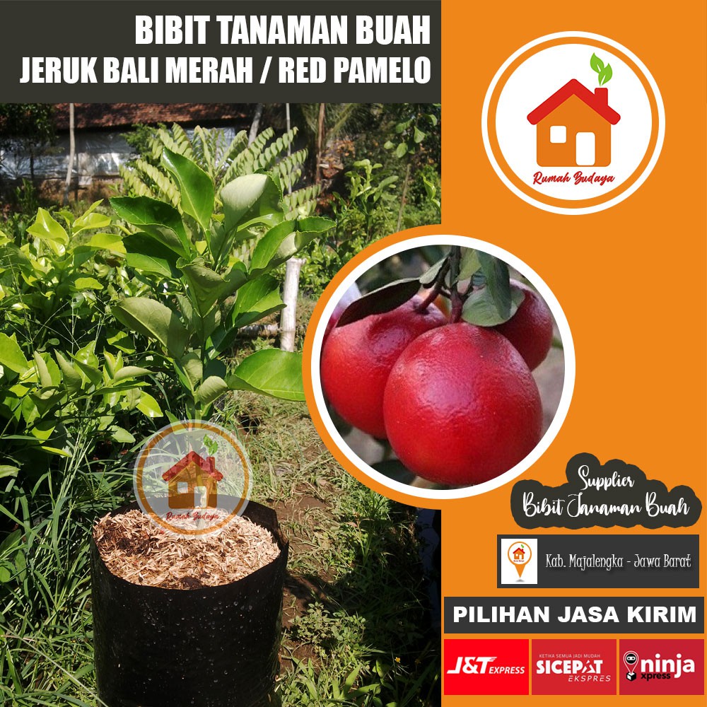 Bibit Jeruk Bali Merah - Red Pamelo