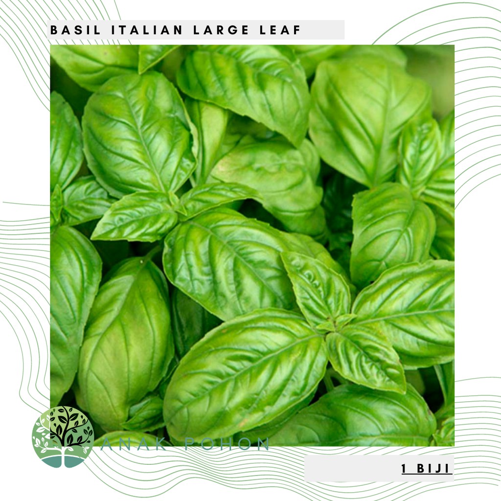 Benih Bibit Biji - Basil Italian Large Leaf Herb Seeds - IMPORT