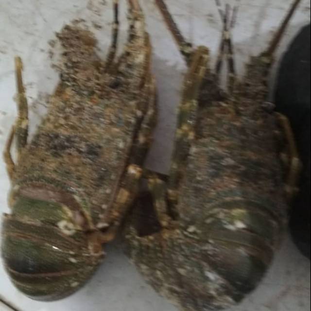 

Lobster pasir