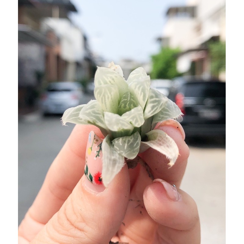haworthia silver swirl